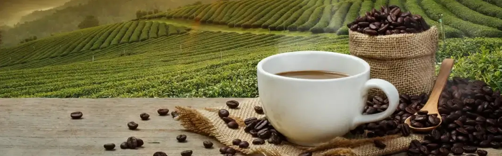 Consumo del café mantiene crecimiento; ventas en México superan los 3 mil mdd